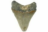 Serrated, Fossil Megalodon Tooth - North Carolina #295060-1